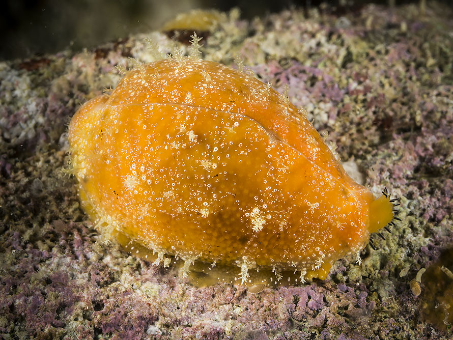 Palmadusta clandestina